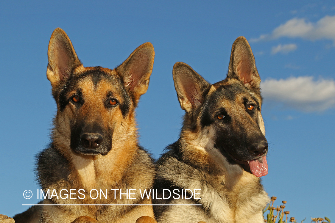 German Shepherds on stone wall.