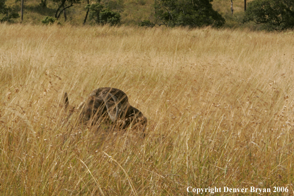 African Cape Buffalo lying in field