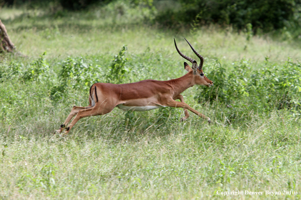 Impala buck running (Africa).