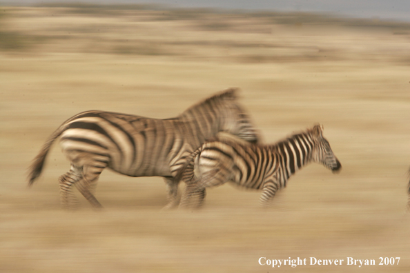 Burchell's Zebra 