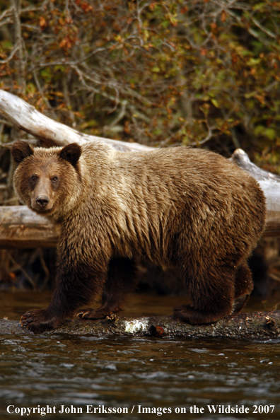 Grizzly/Brown Bear in habitat