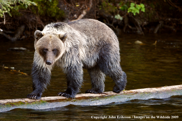 Brown/Grizzly Bear in habitat
