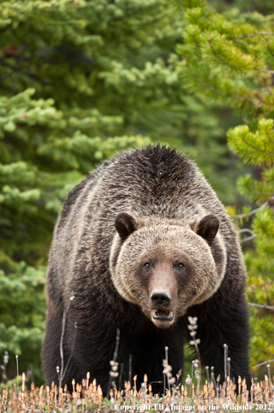 Grizzly Bear in habitat (Original Image #00060-018.27D).