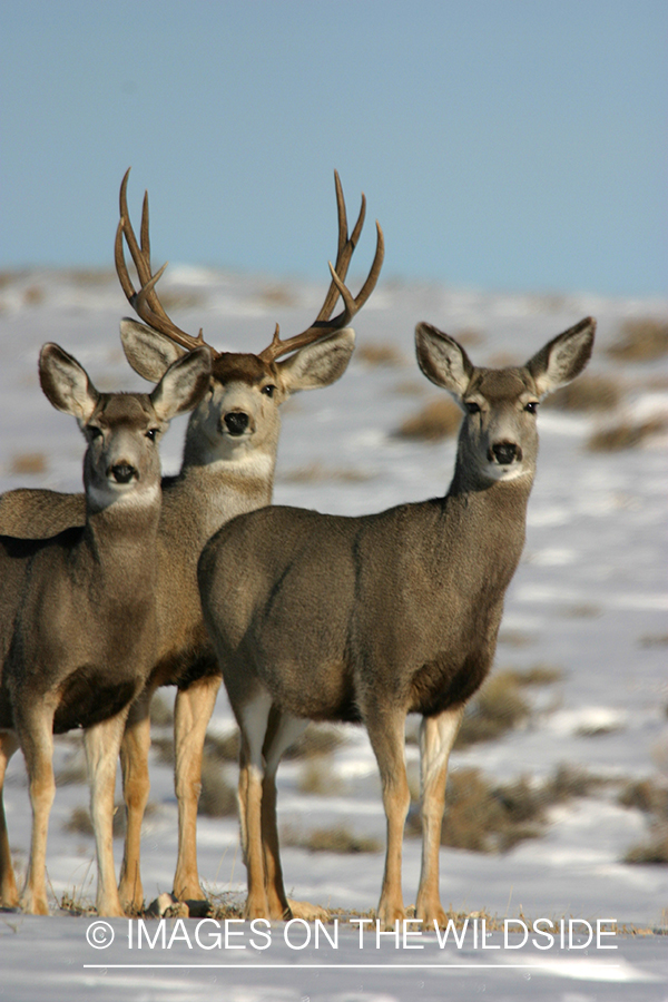 Mule deer in habitat