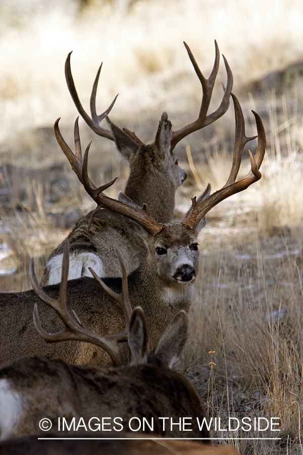 Mule deer 
