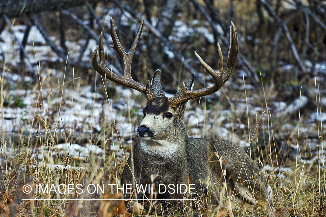 Mule deer 