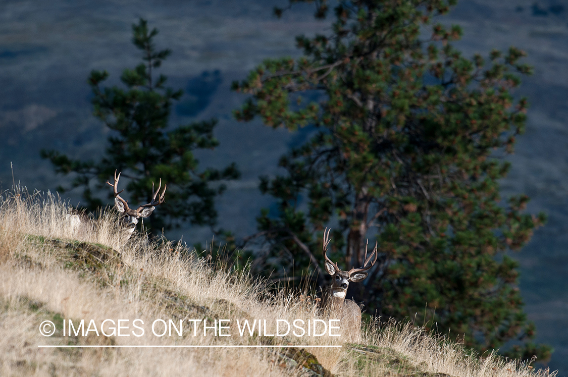 Mule Deer bucks in field.