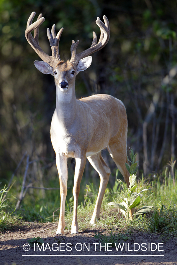 White-tailed buck in velvet.  