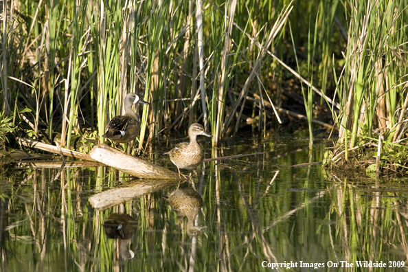 Blue-winged Teal pair