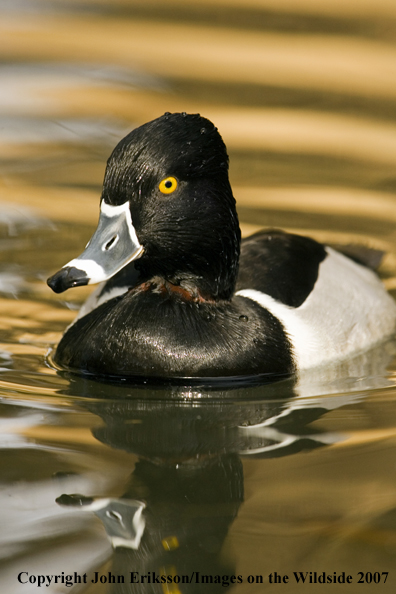 Ring-necked duck