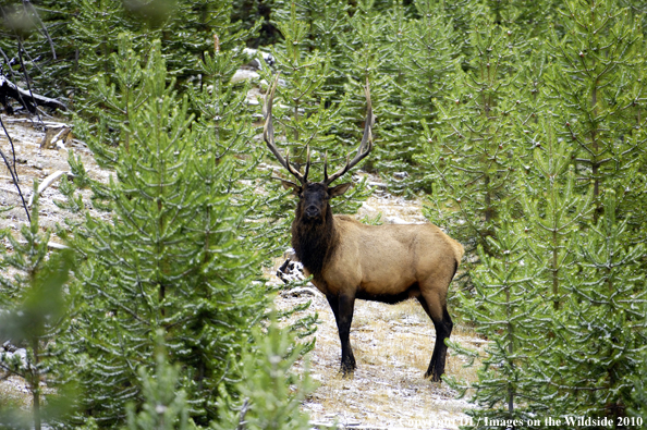 Rocky Mountain Bull Elk