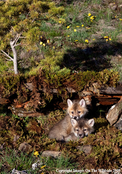 Red Fox Pups in habitat