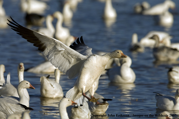 Snow geese in habitat