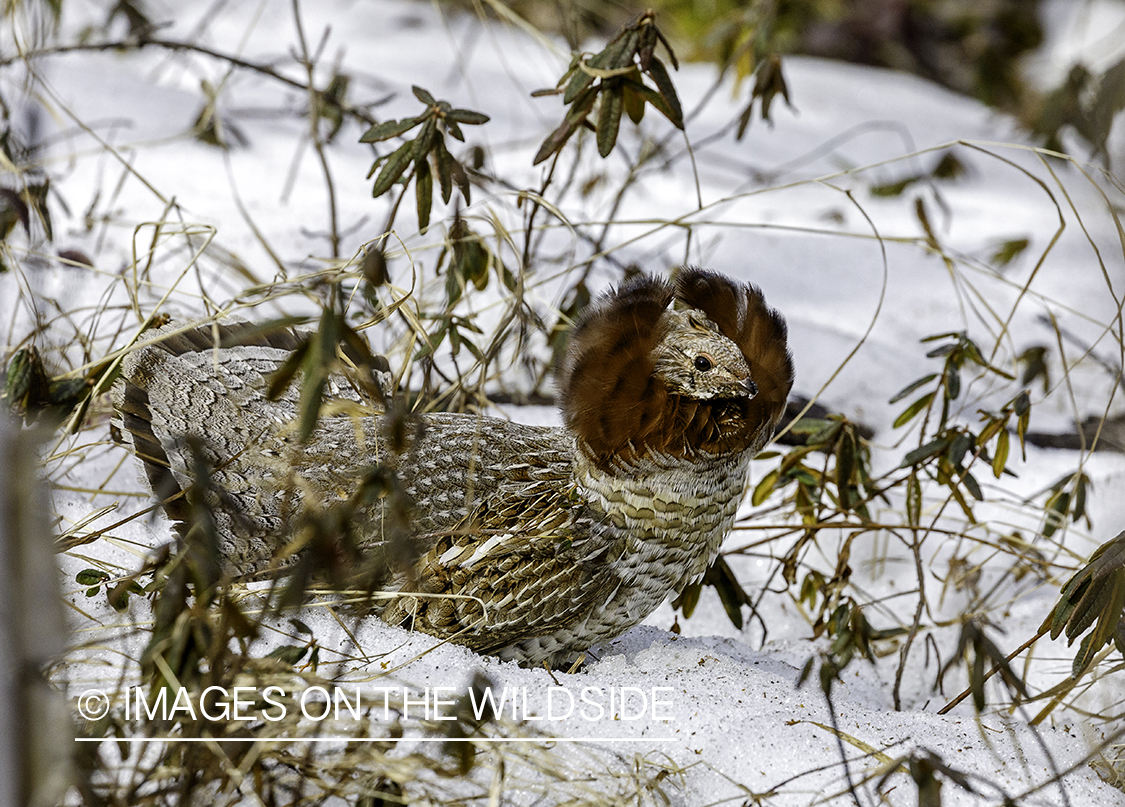 Ruffed Grouse