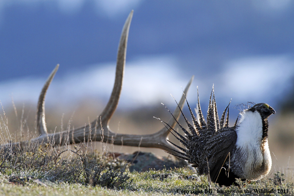 Sage Grouse displaying/strutting on breeding grounds