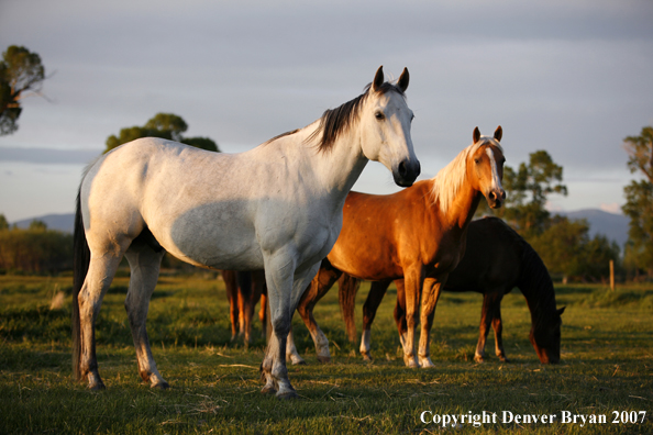Quarter horses in field