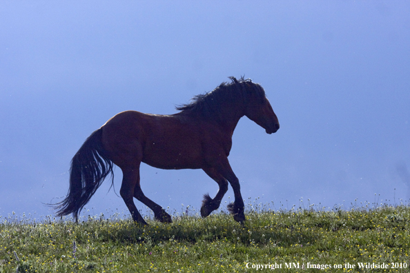 Photo taken by Mark Miller