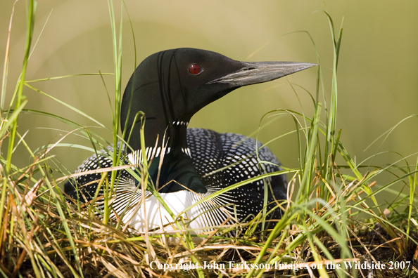 Loon sitting on nest