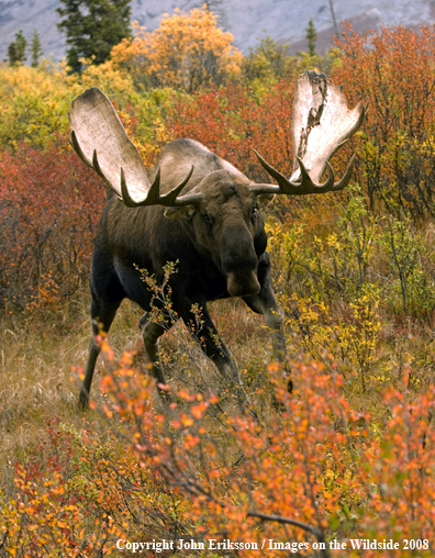 Bull Moose in Habitat