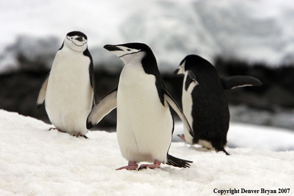 Chinstrap penguin in habitat