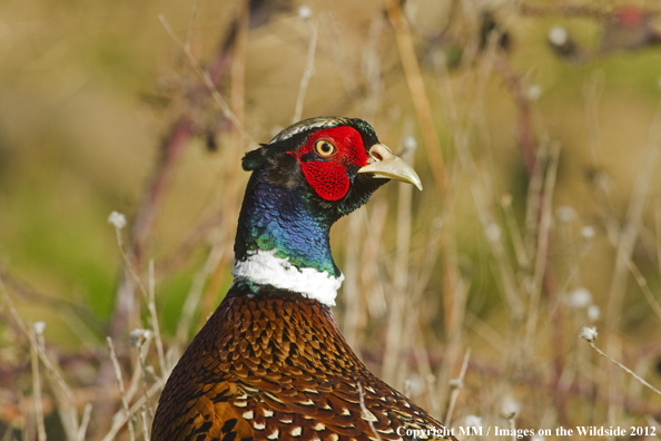 Ring-necked pheasant in habitat. 