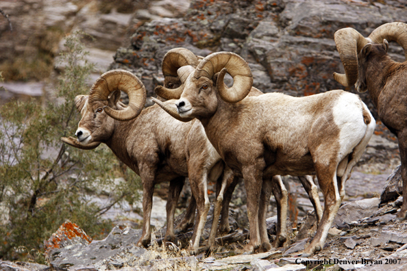 Rocky Mountain Big Horn Sheep