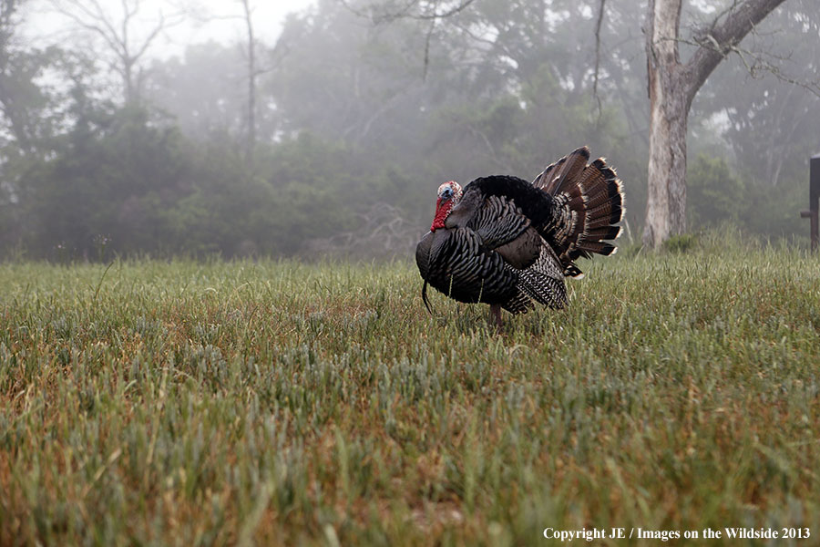 Rio Grande Turkey in habitat. 