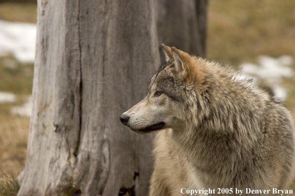 Gray wolf in habitat.