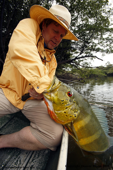 Flyfisherman taking fly out of peacock bass' mouth
