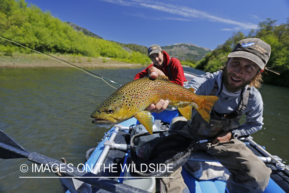 Flyfisherman releasing brown trout.
