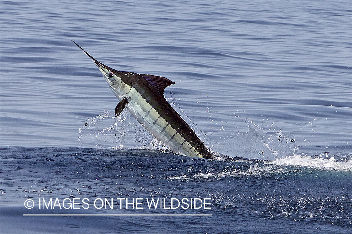 Deep sea fisherman with striped marlin on line.
