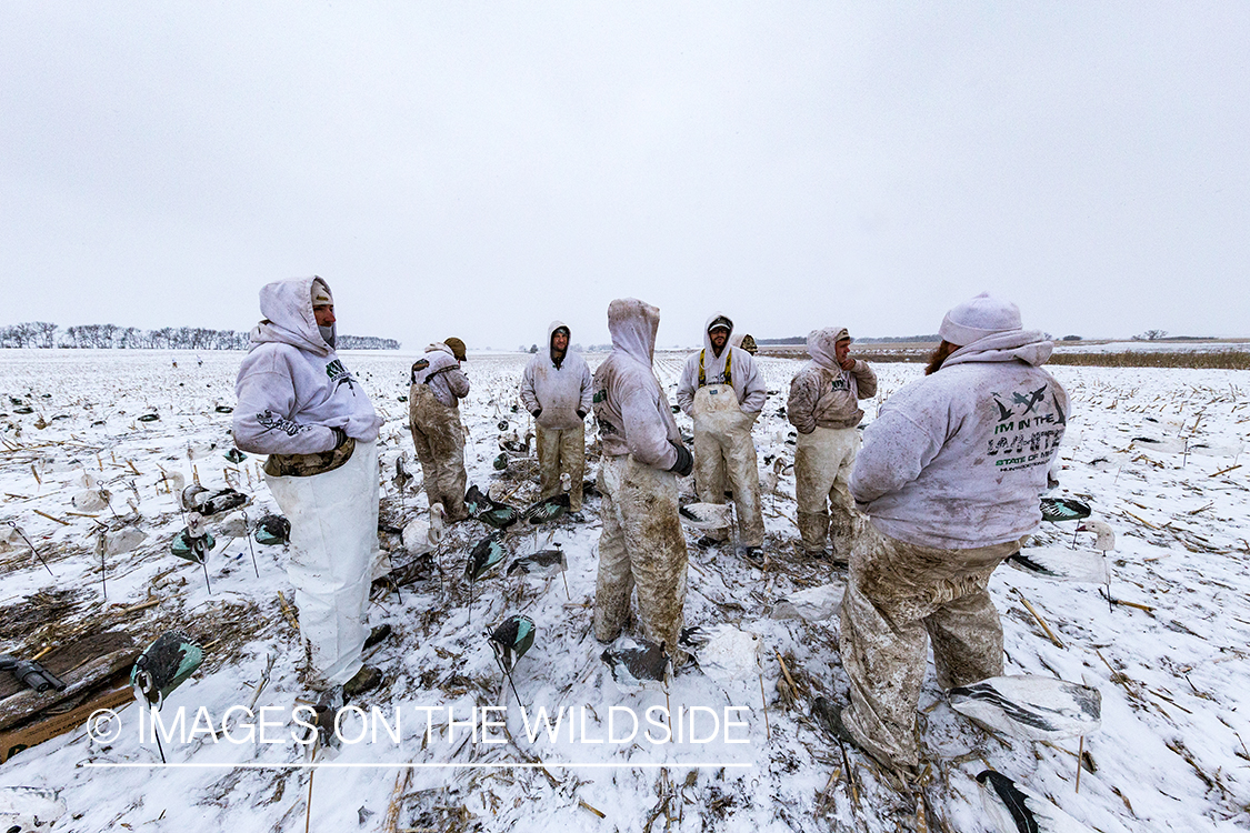Hunters in field with decoys. 