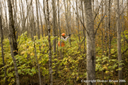 Upland bird hunter in woods.