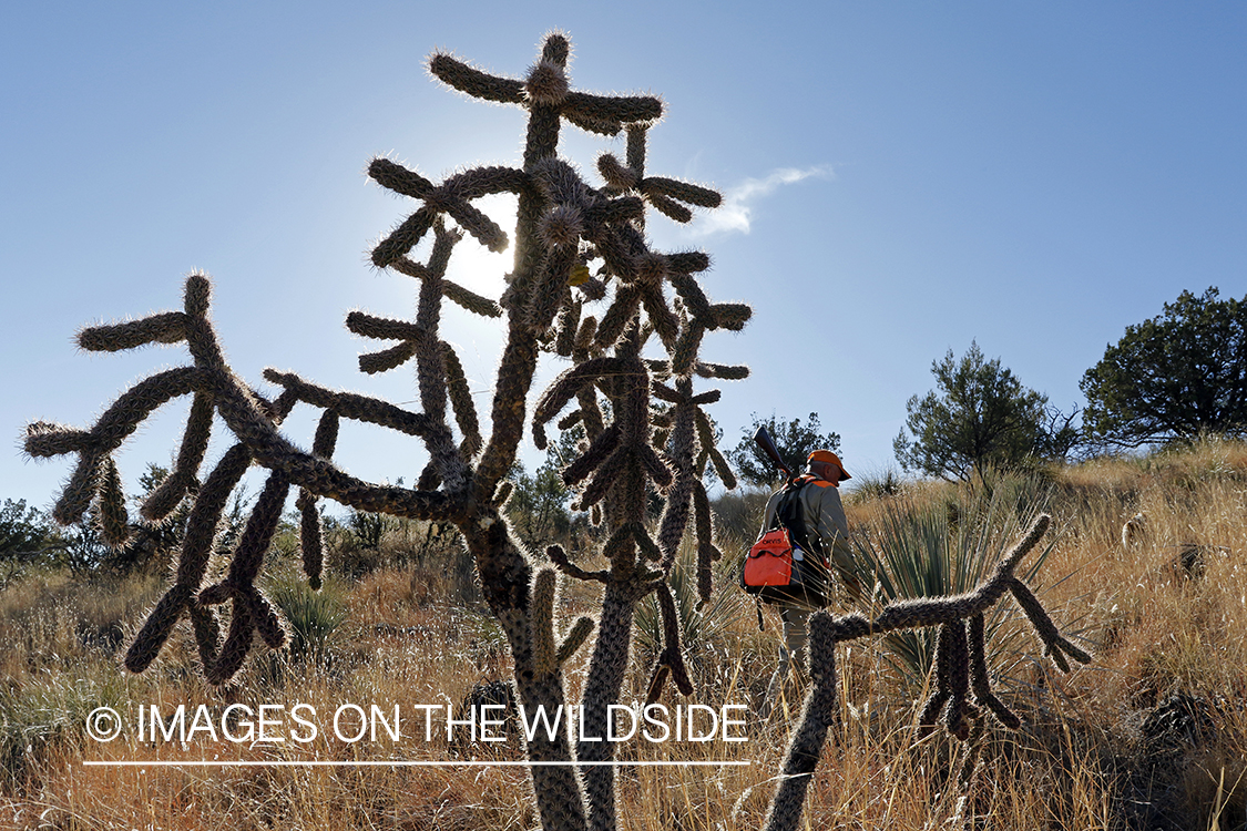 Mearns quail hunter in field.