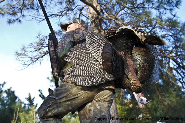 Hunter with bagged (Merriam's) turkey thrown over shoulder