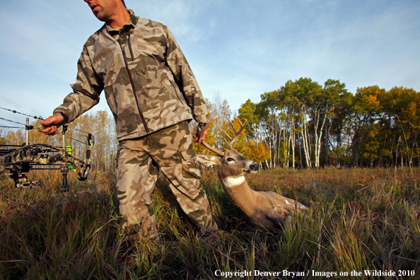 Bowhunter dragging downed white-tailed buck.