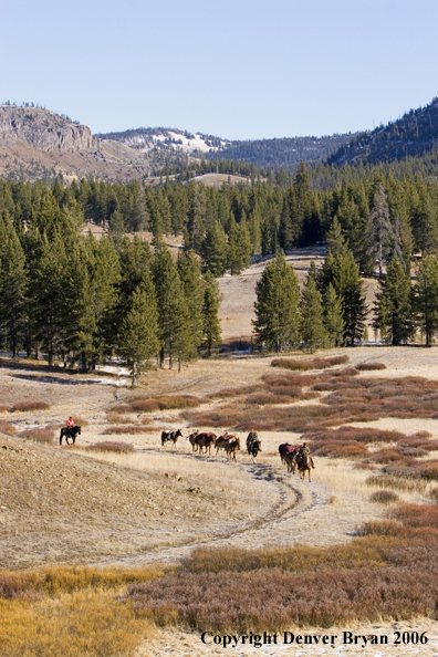 Elk hunters with bagged elk on horse packstring.  