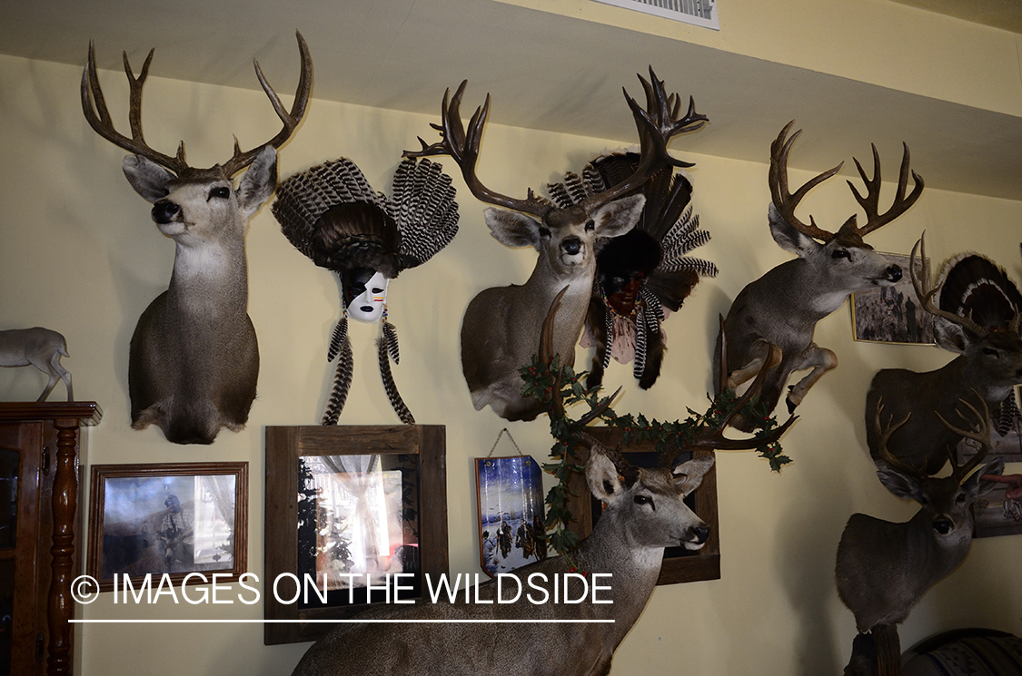 Deer trophy room