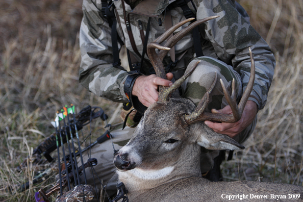 Bowhunter with bagged whitetail buck.
