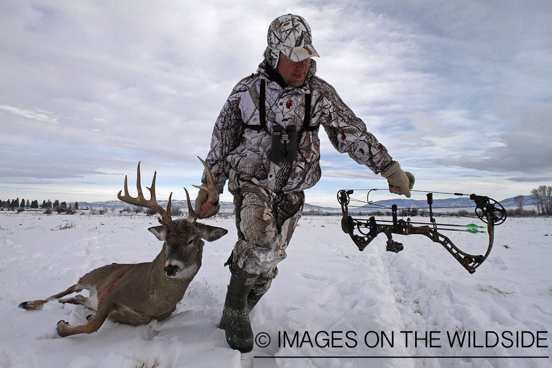 Bowhunter dragging bagged white-tailed deer.