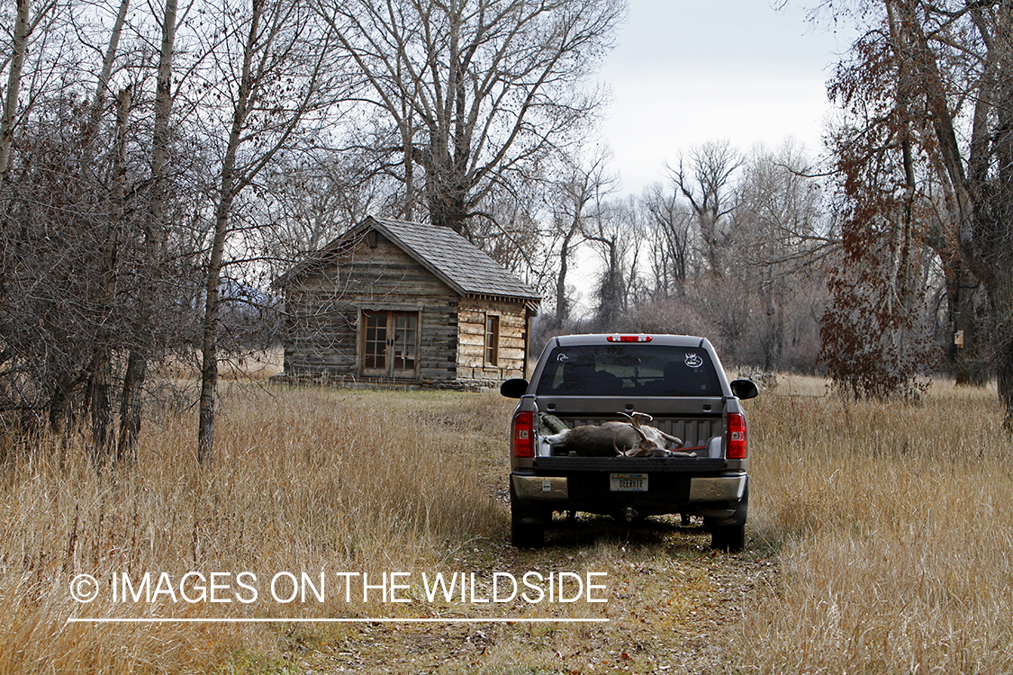 Bagged buck in back of truck.