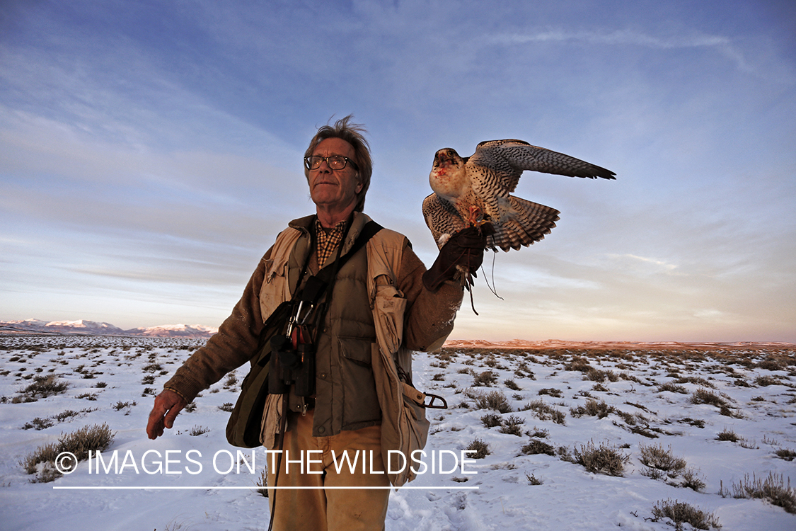 Falconer in field with gyr falcon.