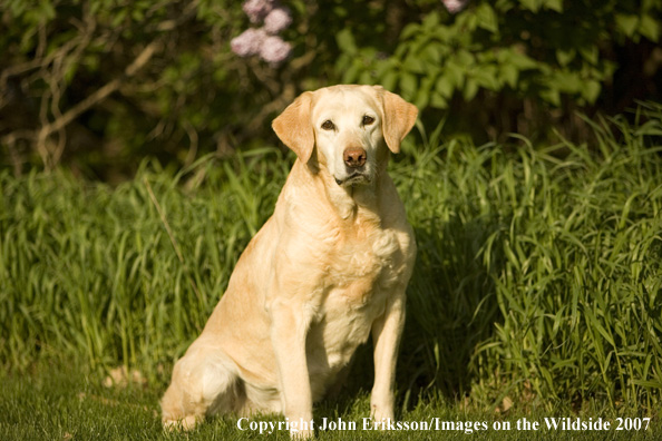 Yellow Labrador Retriever