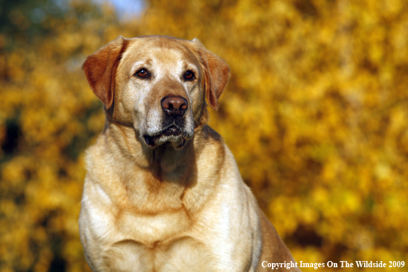Yellow Labrador Retriever