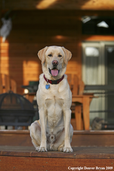 Yellow Labrador Retriever on deck