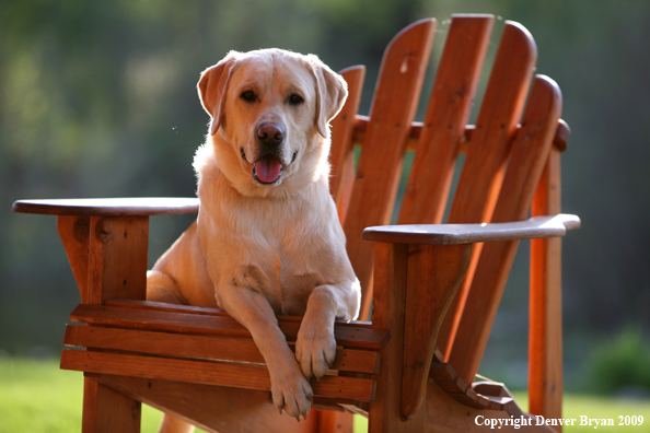 Yellow Labrador Retriever in chair