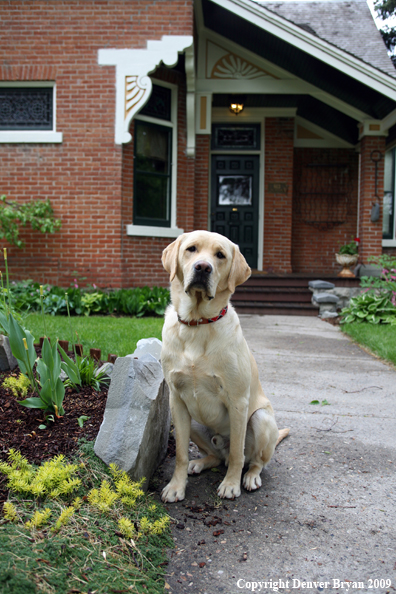 Yellow Labrador Retriever in front of house