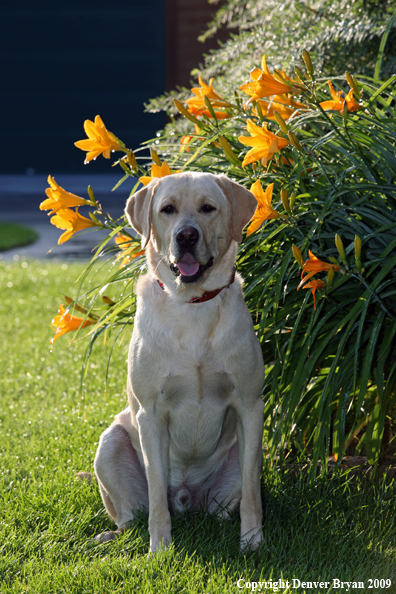 Yellow Labrador Retriever by flowers