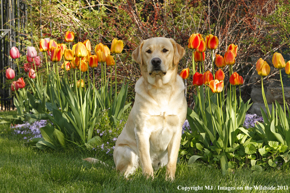 Yellow Labrador Retriever.