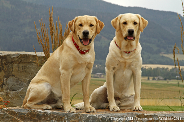 Yellow Labrador Retrievers.